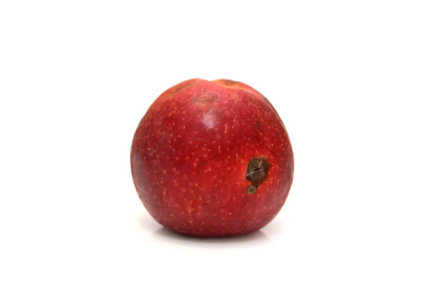 Red rotten apple, natural color and texture. Red rotten apple, natural color and texture bruised fruit stock pictures, royalty-free photos & images