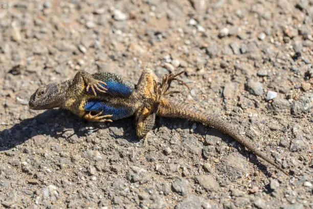 Photo of Western Fence Lizard (Sceloporus occidentalis) playing dead.