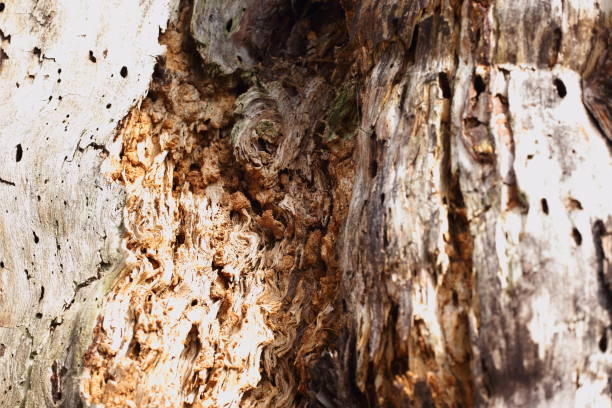 istock Texture of old wood 664803524