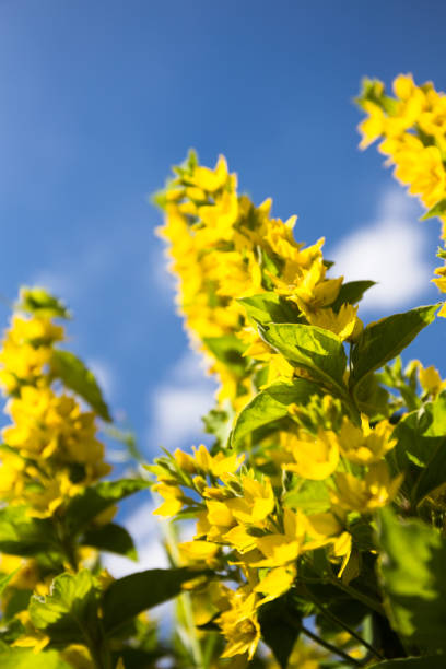 istock Beautiful flowers loosestrife 664807284