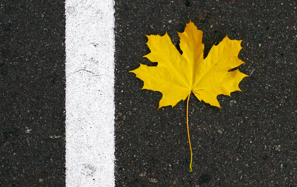 istock The yellow maple leaf lies on the asphalt and the white stripe 664811340