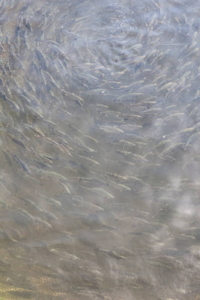 istock Salmon Aquaculture Background 664814378