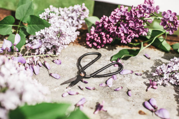 lilac blossoms on a metal background