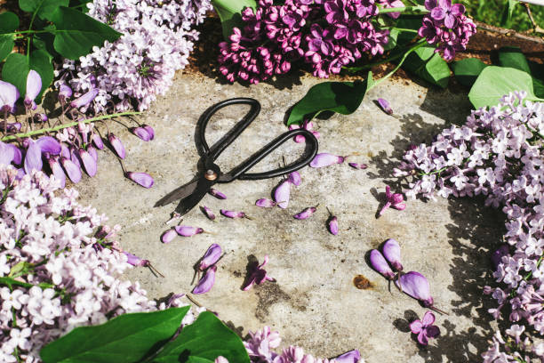 istock lilac blossoms on a metal background 664814650