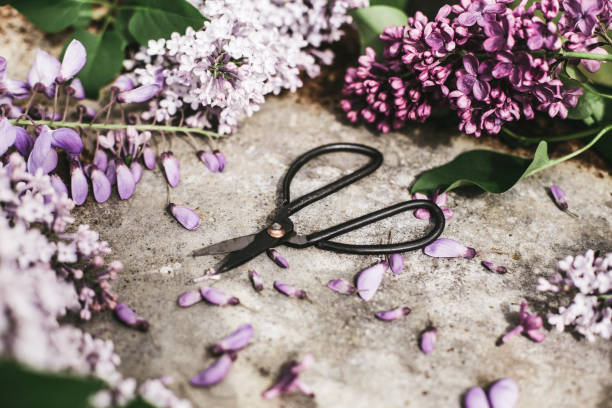istock lilac blossoms on a metal background 664814652