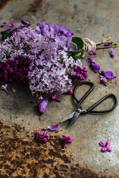 istock lilac blossoms on a metal background 664814658