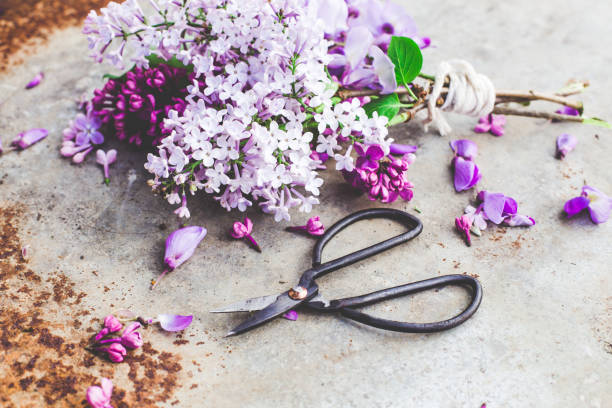 istock lilac blossoms on a metal background 664814660