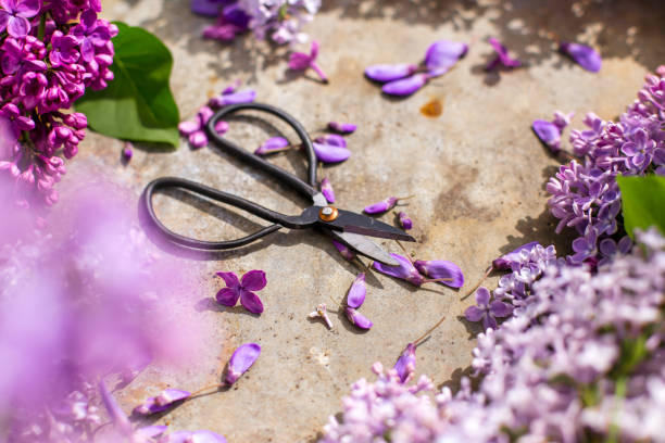 istock lilac blossoms on a metal background 664814666