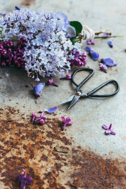 istock lilac blossoms on a metal background 664814674