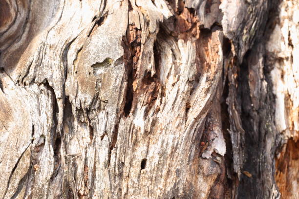 istock Texture of old wood 664817468
