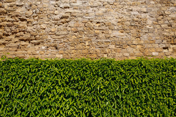old stone wall and ivy background