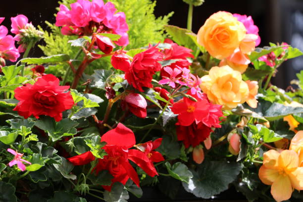 istock Red and yellow Begonia Flowers 664817518