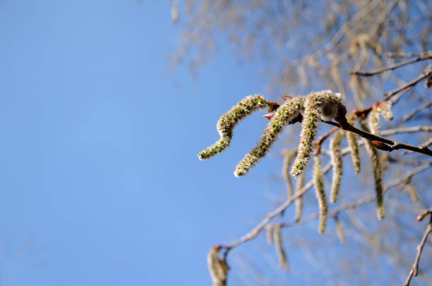 istock Blossoming tree branch against the blue sky 664817756