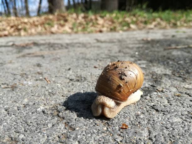 Curious snail My day with a snail berühren stock pictures, royalty-free photos & images