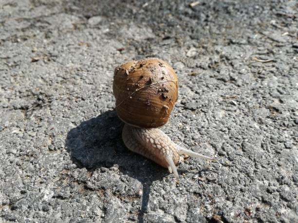 Curious snail My day with a snail berühren stock pictures, royalty-free photos & images