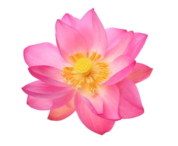 istock Opening lotus flower on white 664820372