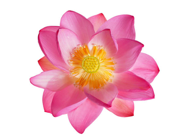 Opening lotus flower viwe from above on white