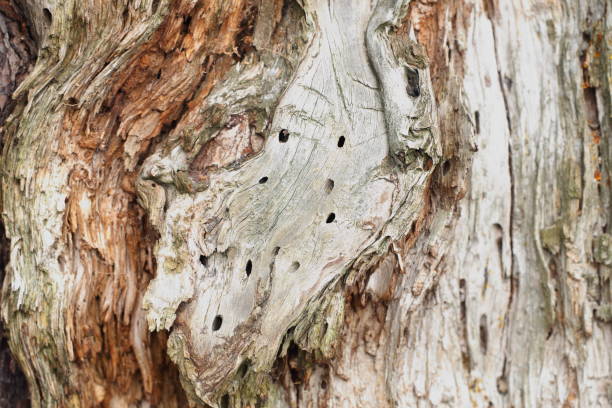 istock Texture of old wood 664823492