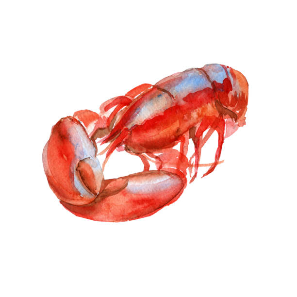 Lobster cooked. Isolated on white background. Watercolor illustration. Lobster cooked. Isolated on white background. river crab stock illustrations