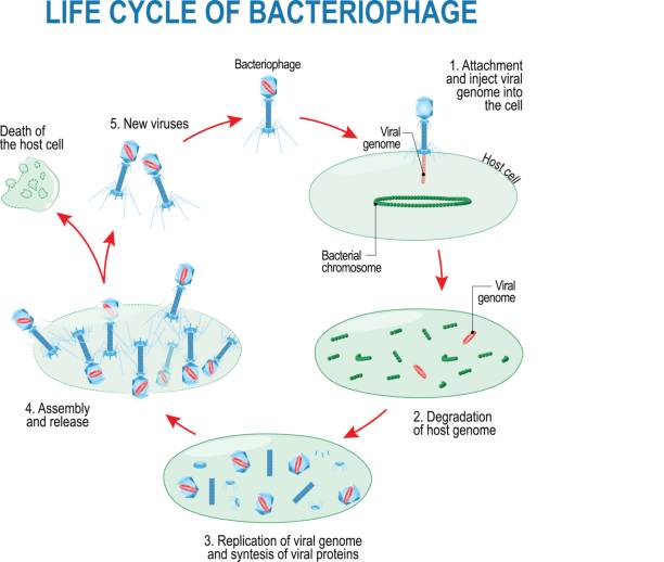 ilustraciones, imágenes clip art, dibujos animados e iconos de stock de ciclo vital del bacteriófago - bacteriófago