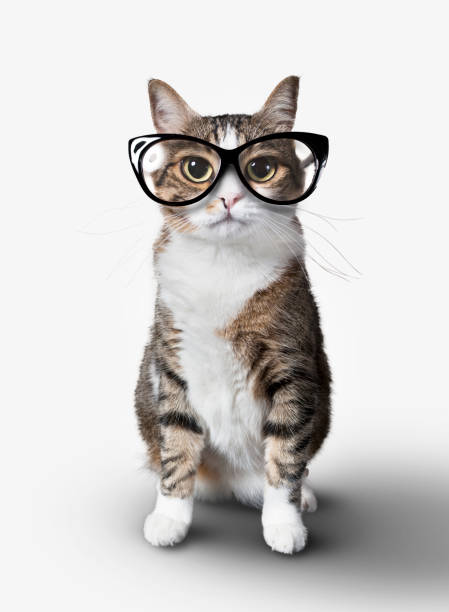 Domestic cat with eyeglasses. Domestic tabby cat with eyeglasses on a white background. (Feet and fur fixed version) cartoon of bird with glasses stock pictures, royalty-free photos & images