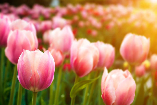 istock Buds of pink tulips 664830904