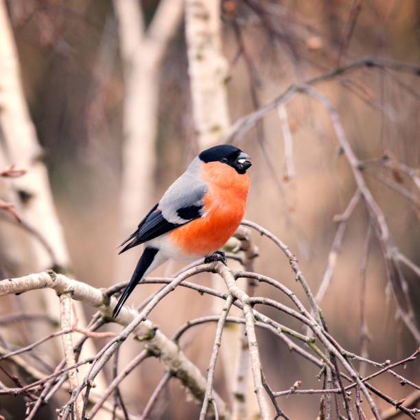 istock Bullfinch on the tree branch. 664830996