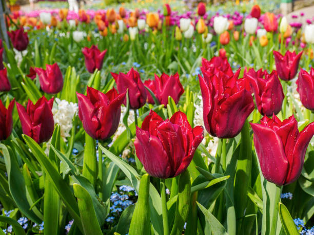 istock Field of  red and multi-colored tulips  for a spring-themed background 664831272