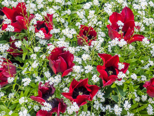 Field of  red and white tulips for a spring-themed background
