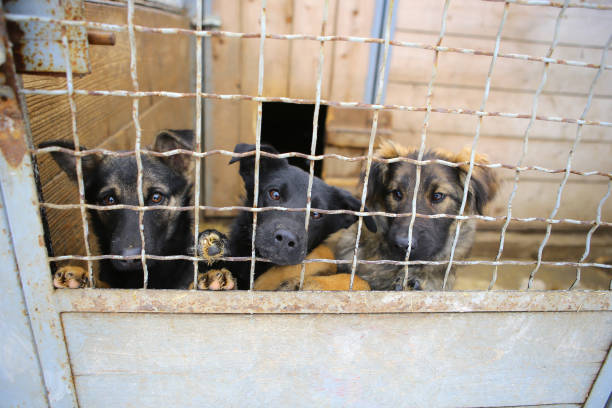 refuge pour animaux. maison de pension pour chiens - windbreak photos et images de collection