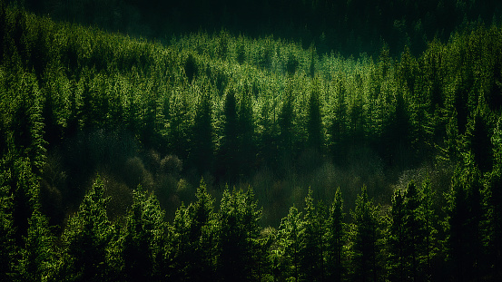 background of forest with pines pattern