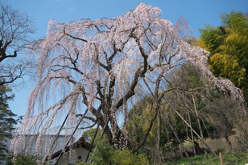 Tokyo, Japan-April, 4, 2017: Spring is the best season for viewing cherry blossoms or sakura in Japan. This tree is open to public at Tsurumaki Nishi park in Tama City, Tokyo, and is estimated at more than 200 years old. One of the best weeping cherry in Tokyo.