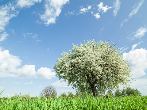 Plum tree with white flowers in green wheat field.The sky is blue and has white clouds on.No people are seen in frame.Shot in daylight with medium format camera and wide angel lens.Horizontal framing.
