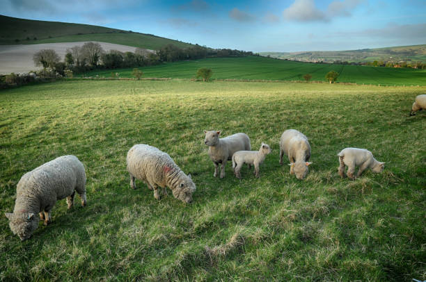 park narodowy south downs w east sussex - dirt road national park south downs footpath zdjęcia i obrazy z banku zdjęć