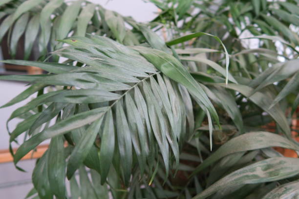 istock Tropical Houseplant 664849284