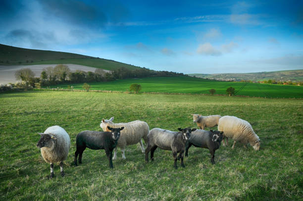 park narodowy south downs w east sussex - dirt road national park south downs footpath zdjęcia i obrazy z banku zdjęć