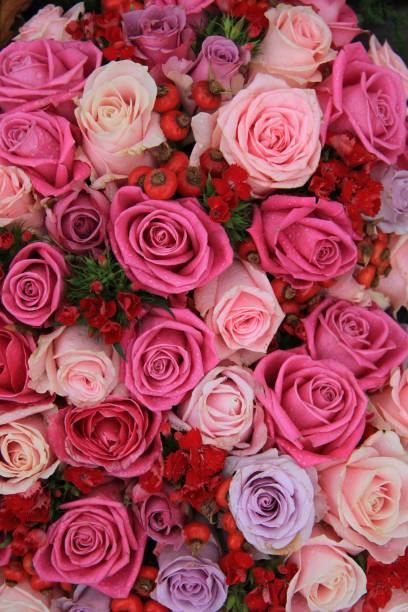 istock Bridal roses in pink and purple 664853710