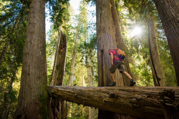 alten zedern wandern - whistler britisch kolumbien stock-fotos und bilder