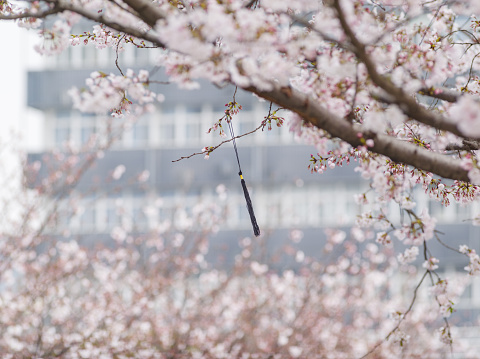 Spring flowers series, beautiful pink cherry blossoms in Shanghai Tongji University.