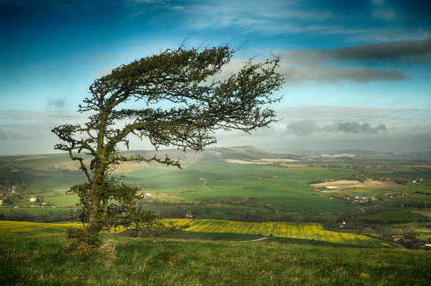 park narodowy south downs w east sussex - dirt road national park south downs footpath zdjęcia i obrazy z banku zdjęć