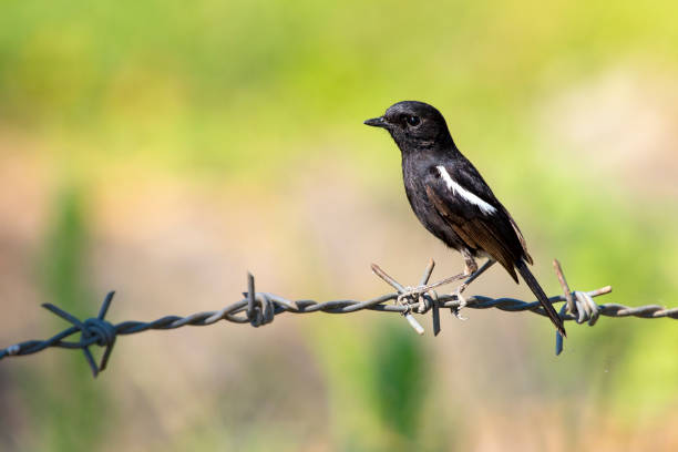 istock Image of bird black on nature background. Pied Bushchat ( Saxicola caprata ) 664861210