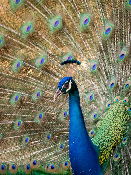 istock Image of a peacock showing its beautiful feathers. wild animals. 664861218