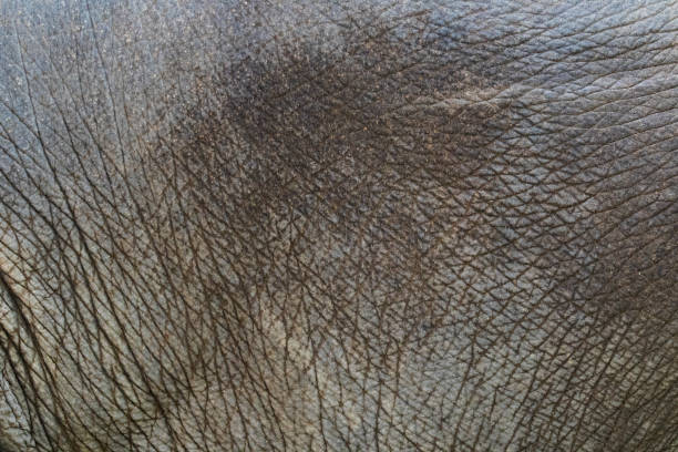 istock close-up of elephant skin texture abstract background 664861276