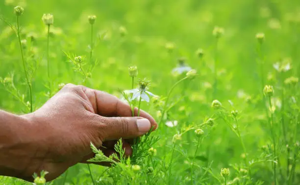 Hand holding ayurvedic nigella flower in crop field
