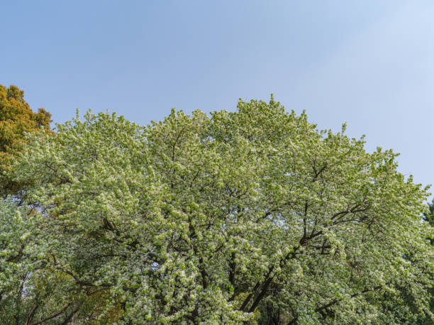 istock Spring flowers series, pear blossom in early spring, beautiful tree covered with white pear flowers 664861776