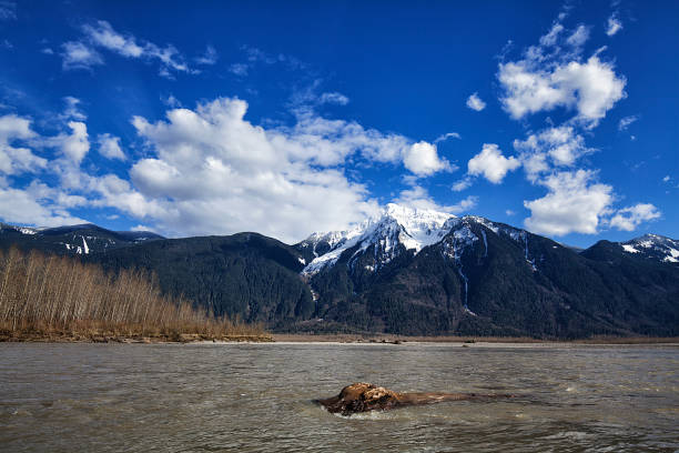 A sunny day in Fraser Valley near Chilliwack in spring of 2017
