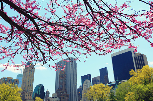 Spring in Central Park  - Manhattan, NYC