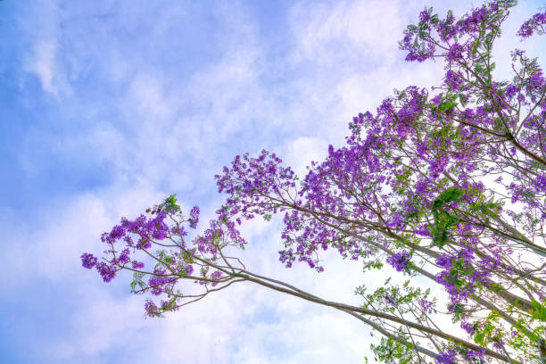 istock Jacaranda flowers bloom in the sunny sky when spring comes 664867314