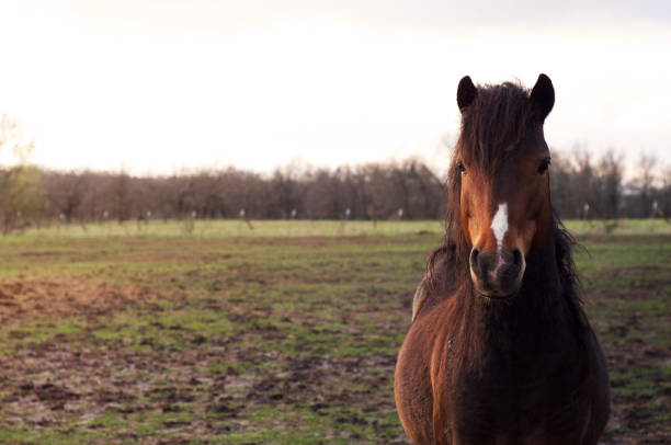 étalon poney hackney dresse dans un pâturage boueux tout soleil vers le bas. - hackney photos et images de collection