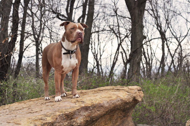 American Bully poses facing forward on a boulder. Pit bull terrier off leash. american bully dog stock pictures, royalty-free photos & images